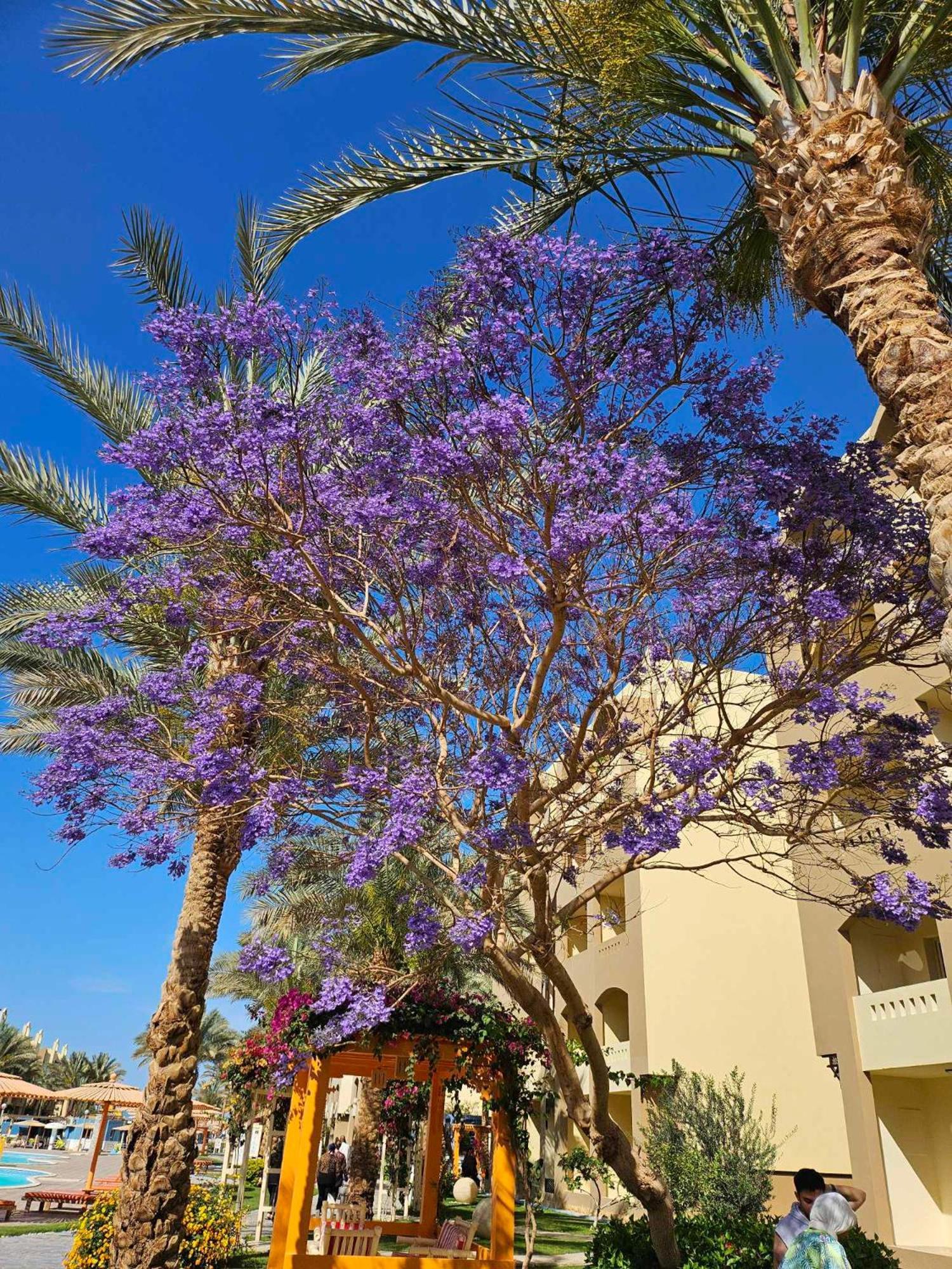 Comfortable Studio In Hotel Karma With Private Beach And Pools Family Only Or Female Hurghada Exterior foto